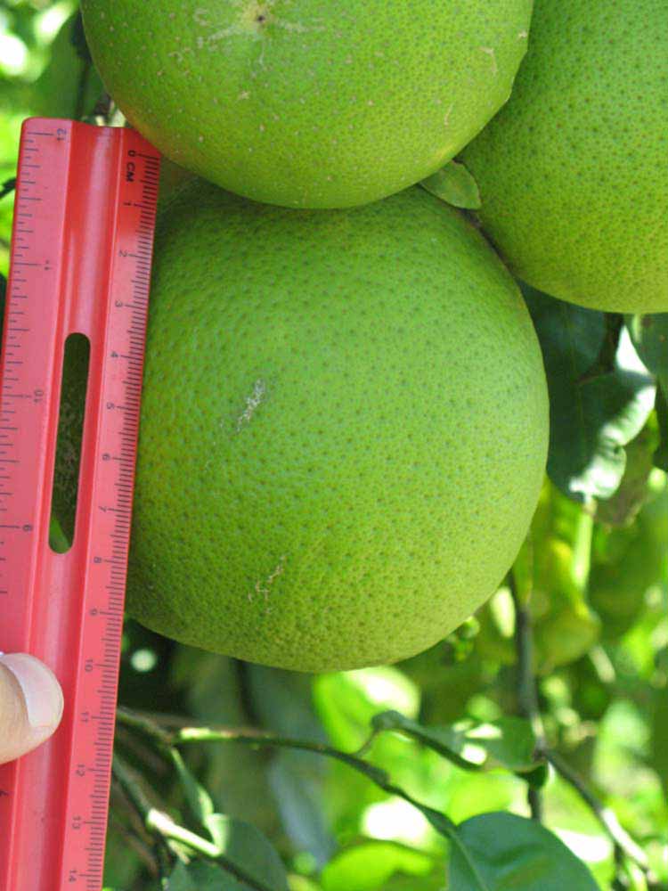            Immature fruit (Winter Haven, FL)   